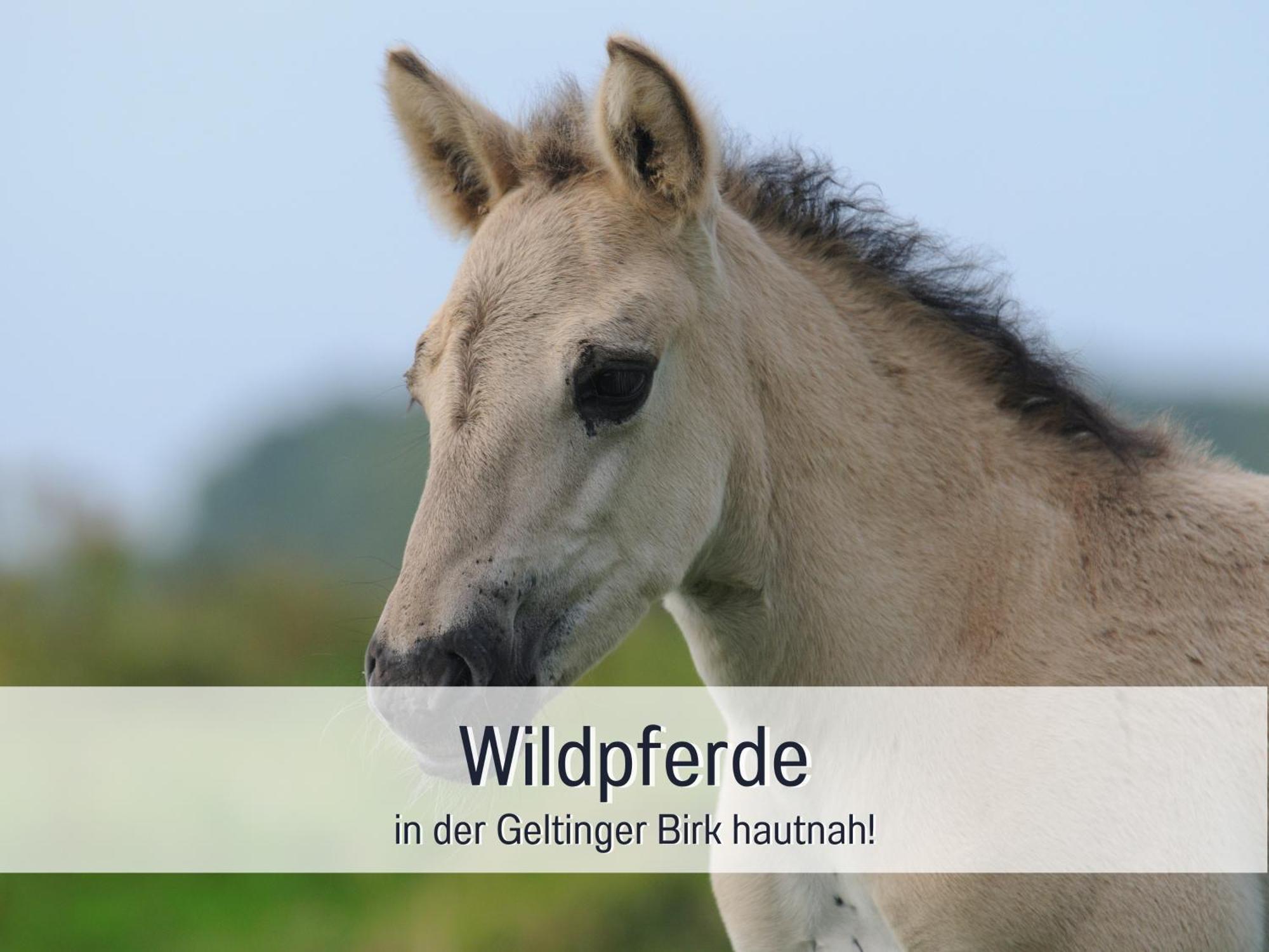 Ferienloft Sternenblick: Beachside Pet-Friendly Retreat with Workation Amenities Steinberg  Exterior photo
